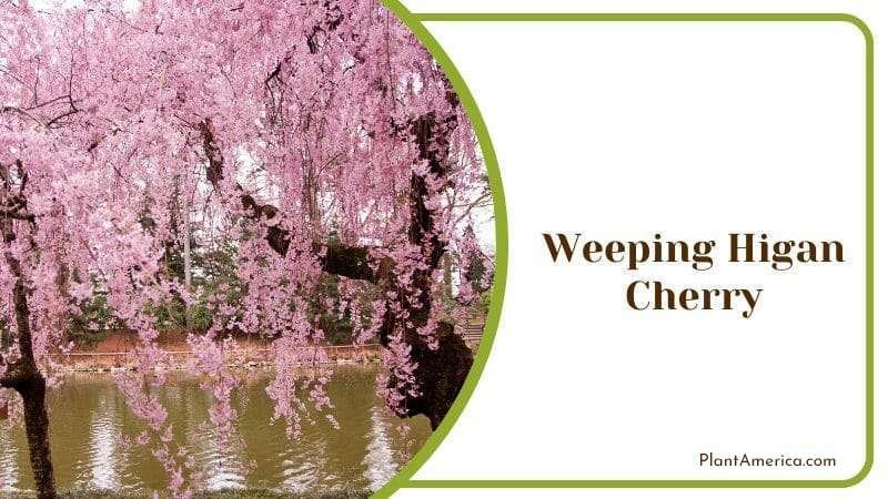 Weeping Higan Cherry PlantAmerica