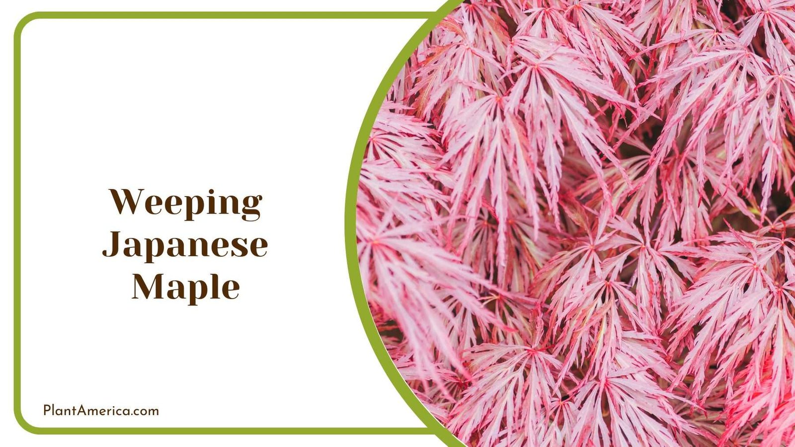 Weeping Japanese Maple Plant America Weeping Japanese Maple Plant America