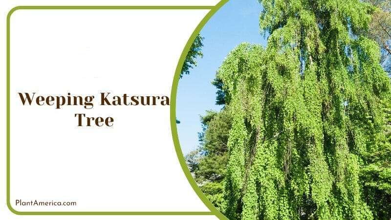 Weeping Katsura Tree PlantAmerica