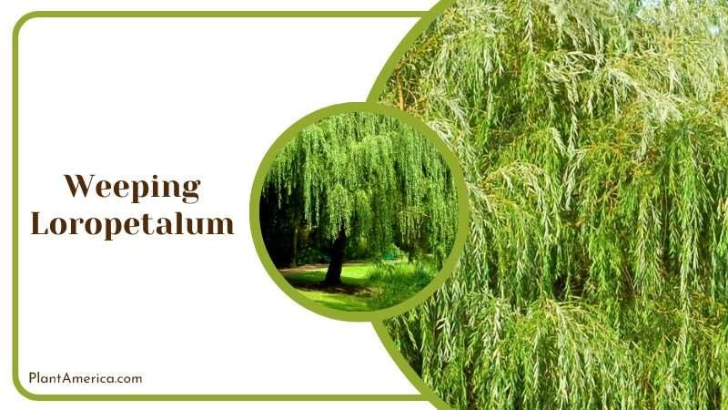 Weeping Loropetalum Shrubs Plant America