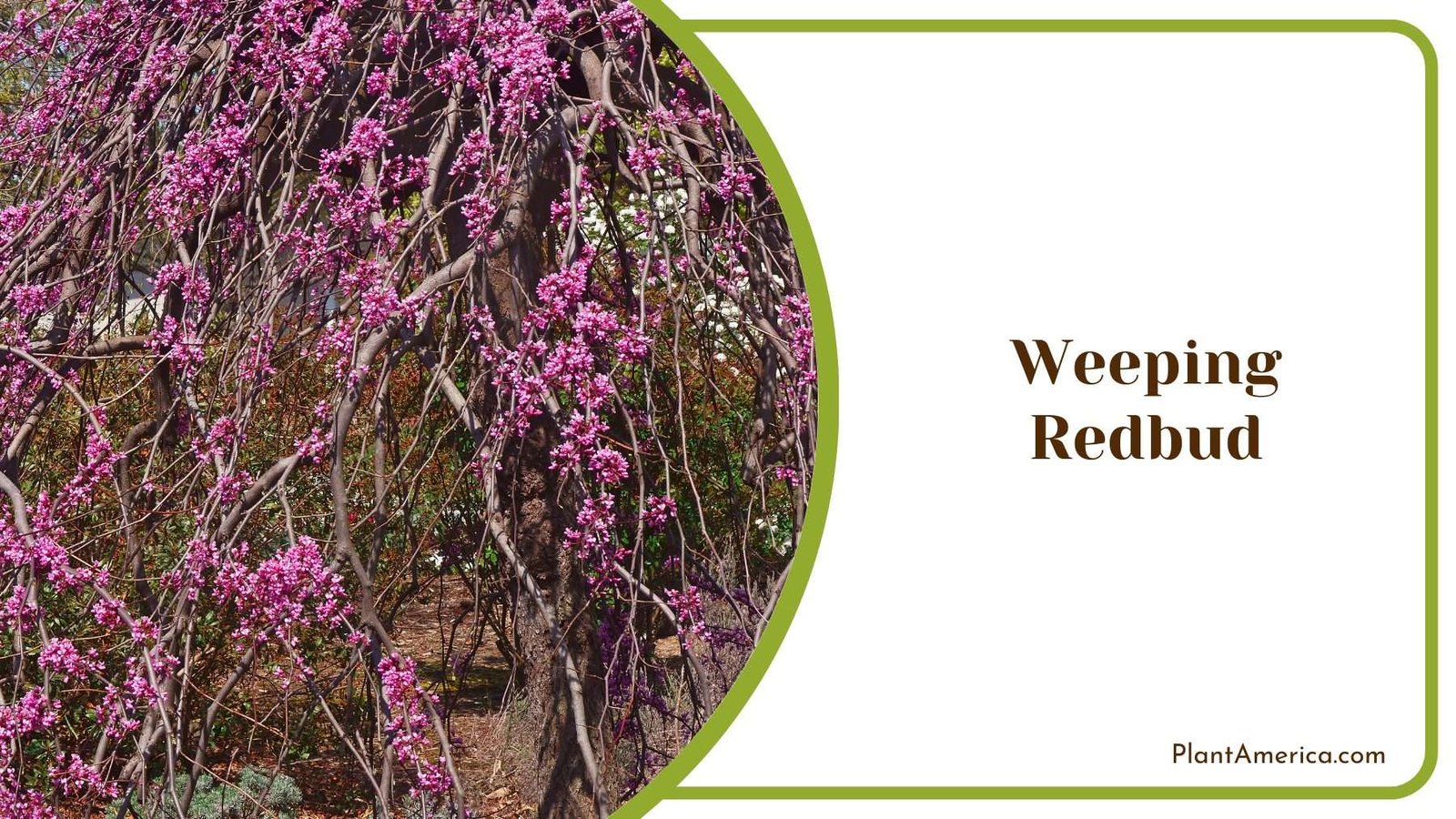 Weeping Redbud Plant America Weeping Redbud Plant America