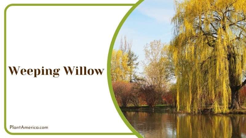 Weeping Willow use for public gardens around the world PlantAmerica