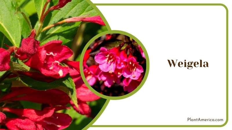 Weigela for Garden Borders Plant America