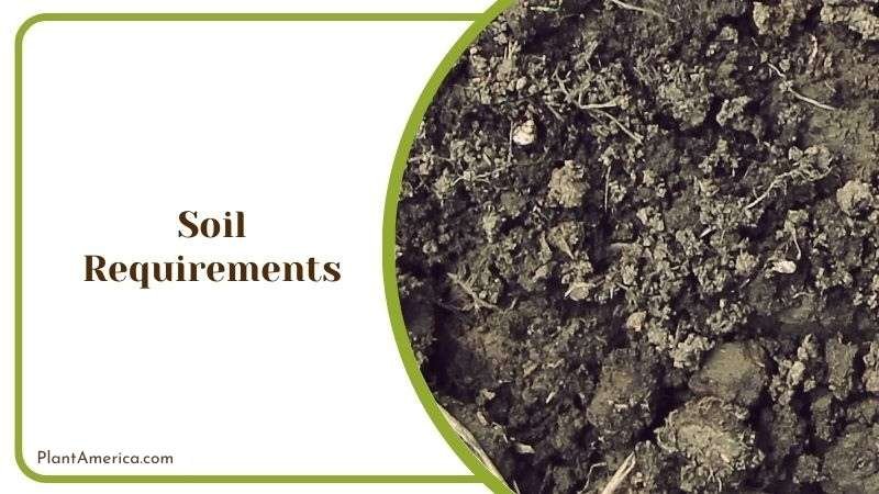 Well Draining Soil for Begonia Luxurians ~ Plant America