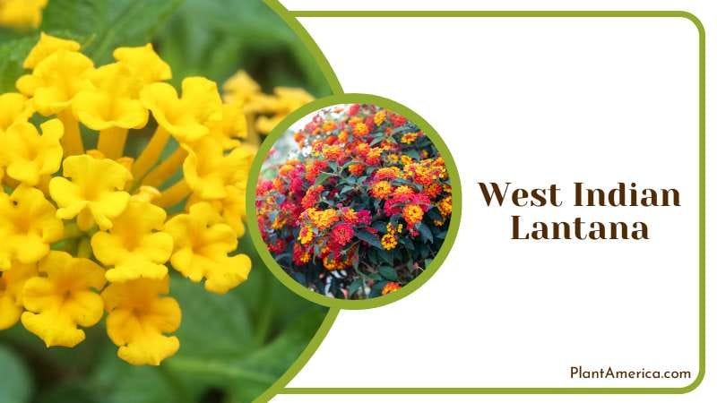 West Indian Lantana prefer direct sunlight Plant America