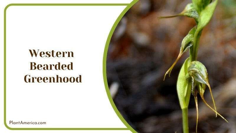 Western Bearded Greenhood Pterostylis barbata Orchid Family PlantAmerica