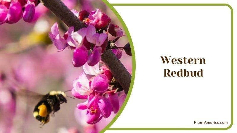 Western Redbud Plant America