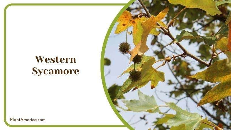 Western Sycamore Plant America