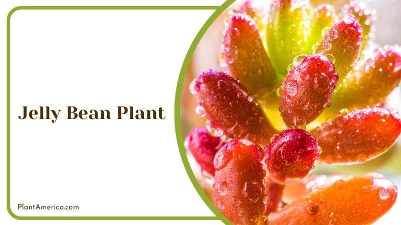 Wet Jelly Bean Plant Plant America