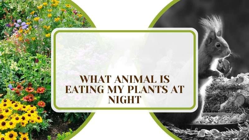 What Animal Is Eating My Plants at Night Plant America What Animal Is Eating My Plants at Night: Places and Trace