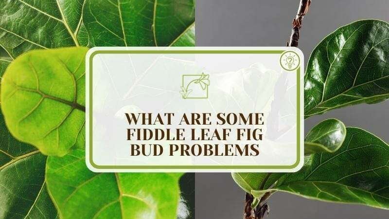 What Are Some Fiddle Leaf Fig Bud Problems Plant America Fiddle Leaf Fig Bud: Best Tips for Addressing Bud-Related Queries