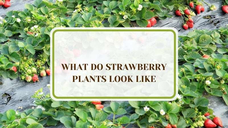 What Do Strawberry Plants Look Like Plant America What Do Strawberry Plants Look Like: A Closer Glimpse