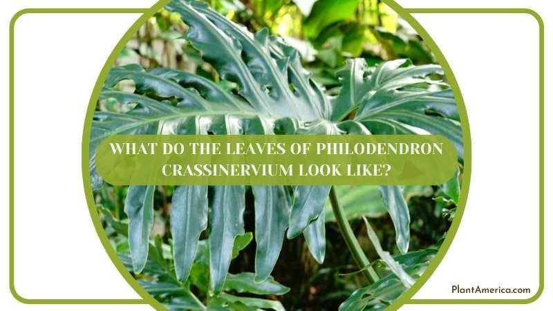 What Do The Leaves Look Like Plant America