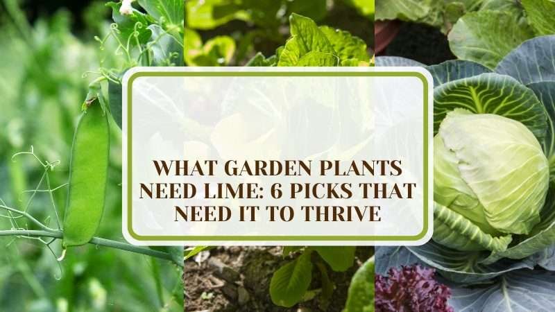 What Garden Plants Need Lime Plant America What Garden Plants Need Lime: 6 Picks That Need It To Thrive