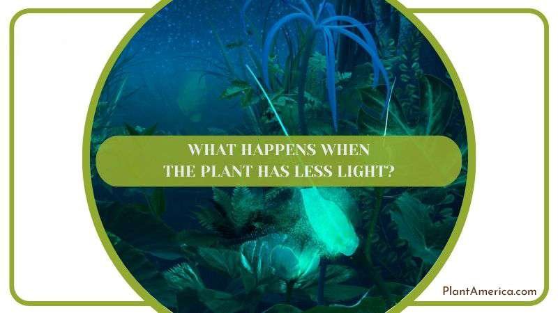 What Happens When the Plant Has Less Light Plant America