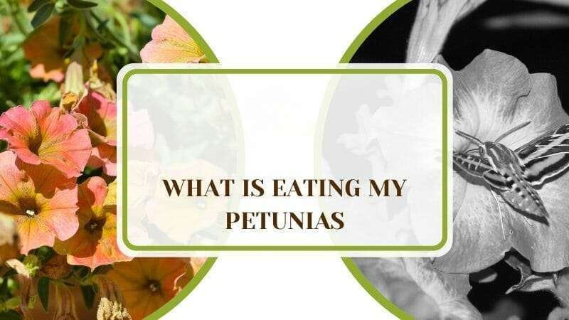 What Is Eating My Petunias Plant America What Is Eating My Petunias: How To Catch and To Stop Them