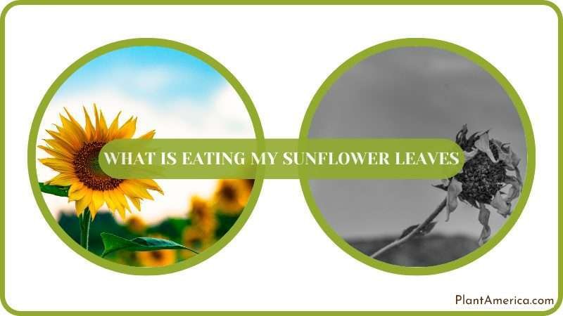 What Is Eating My Sunflower Leaves Featured Plant America