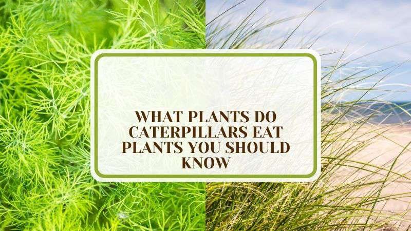 What Plants Do Caterpillars Eat 8 Plants You Should Know Plant America What Plants Do Caterpillars Eat? 8 Plants You Should Know