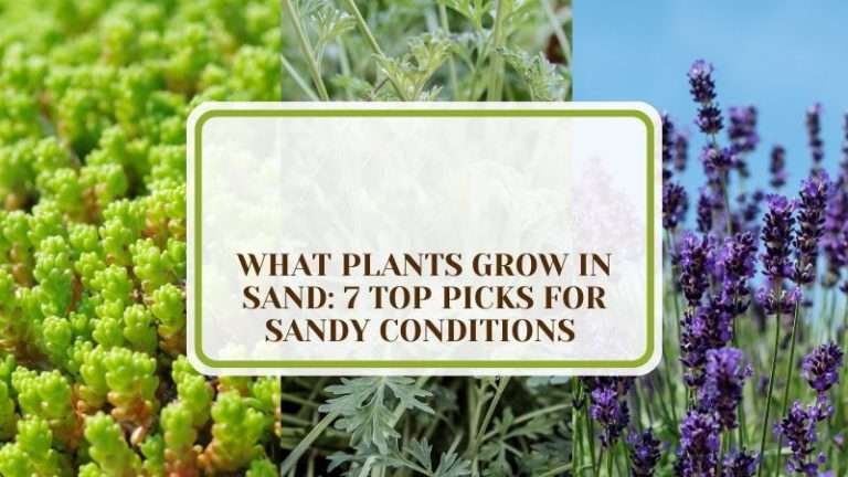 What Plants Grow in Sand: 7 Top Picks for Sandy Conditions - Plant America