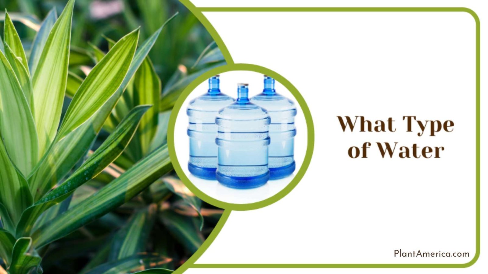What Type of Water Plant America