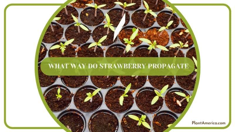 What Way Do Strawberry Propagate Plant America What Way Do Strawberry Propagate Plant America