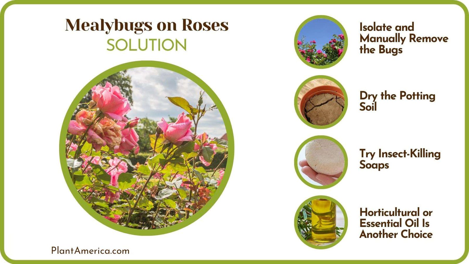 What to Do When Mealybugs Infest Roses Plant America