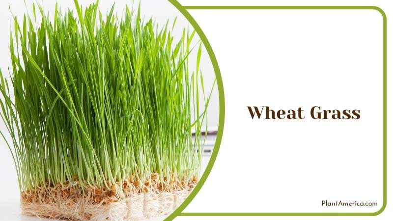 Wheat Grass resembles hair Plant America Wheat Grass resembles hair Plant America