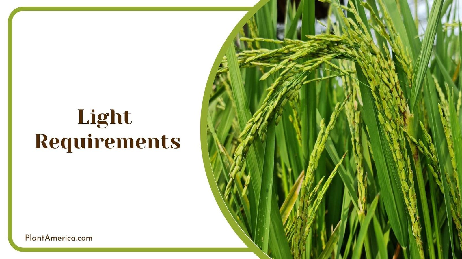 Wheat Plant Enjoying The Light Plant America