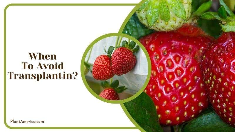 When To Avoid Transplanting Strawberries Plant America When To Avoid Transplanting Strawberries Plant America