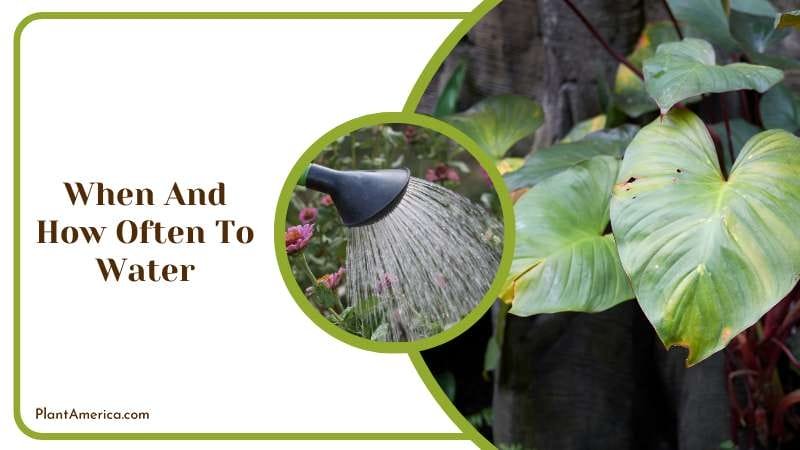When and How Often To Water Plant America