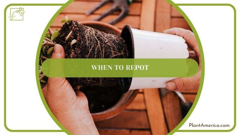 Humayun How to Content IMAGE Checking Anthurium for Stunted