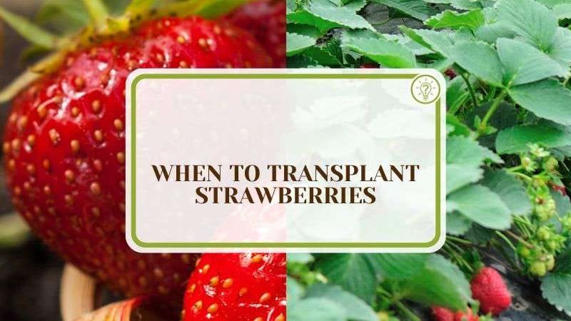 When to Transplant Strawberries Plant America When to Transplant Strawberries: The Best Timing Revealed
