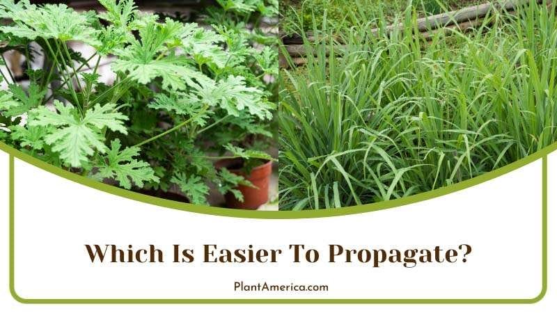 Which Is Easier To Propagate Plant America