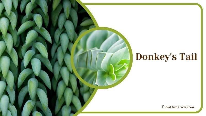 Whimsical Donkeys Tail Succulent Plant America