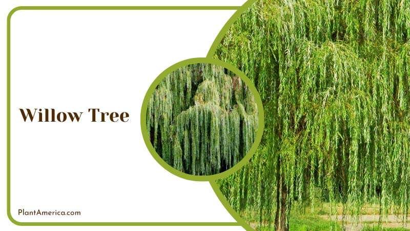 Whispering Willow Tree Plant America
