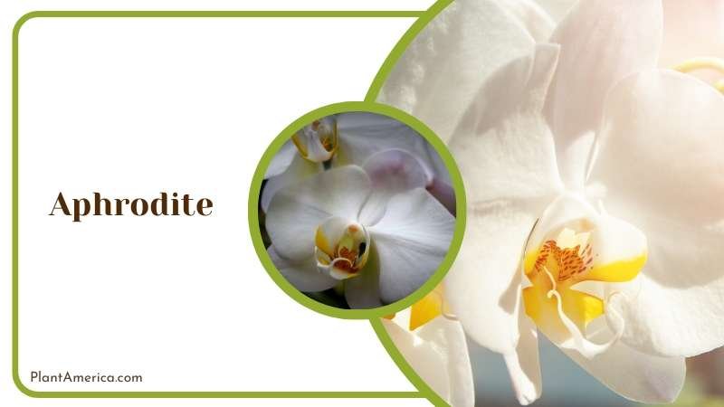 White Aphrodite Plant America White Aphrodite Plant America