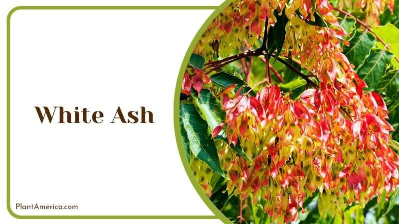 White Ash known as the Biltmore ash PlantAmerica