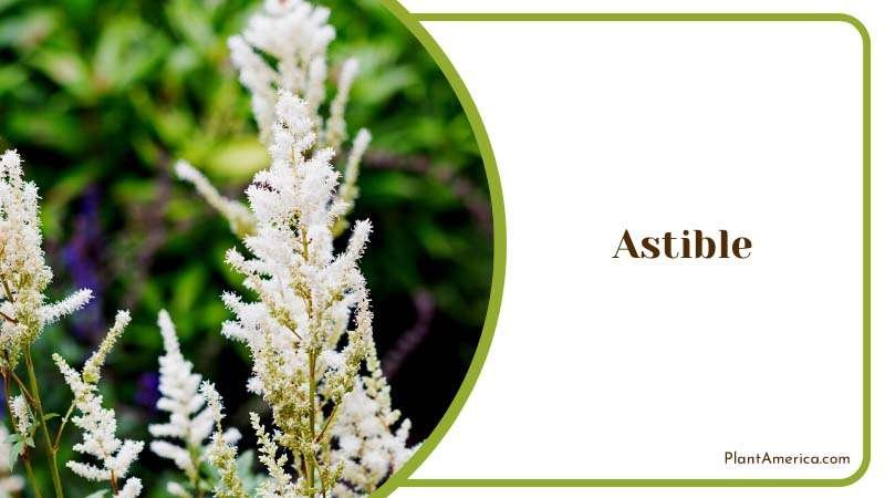White Astible Flowers Bloom Plant America