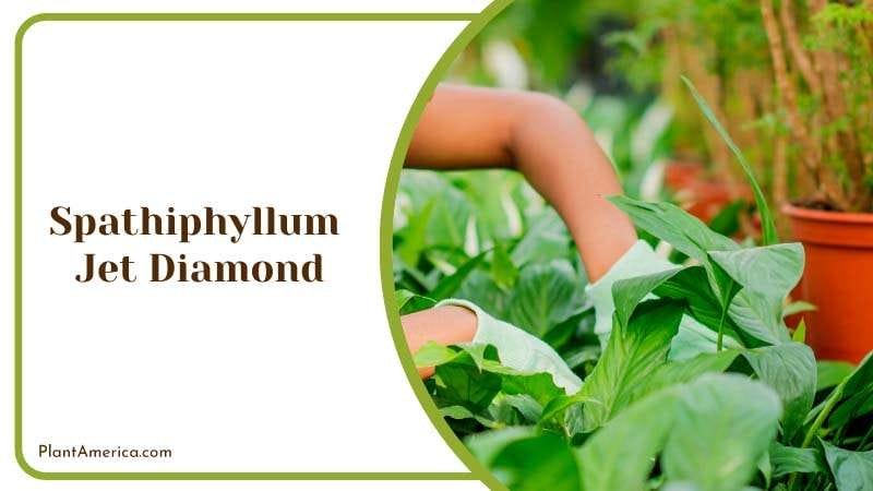 White Blooming Peace Lily Variety PlantAmerica