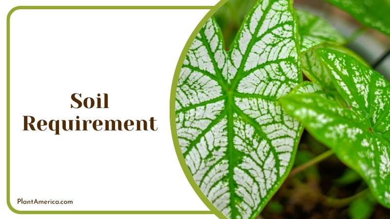 White Christmas Caladium Plant America