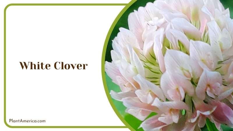 White Clover Groundcover Plant America 1