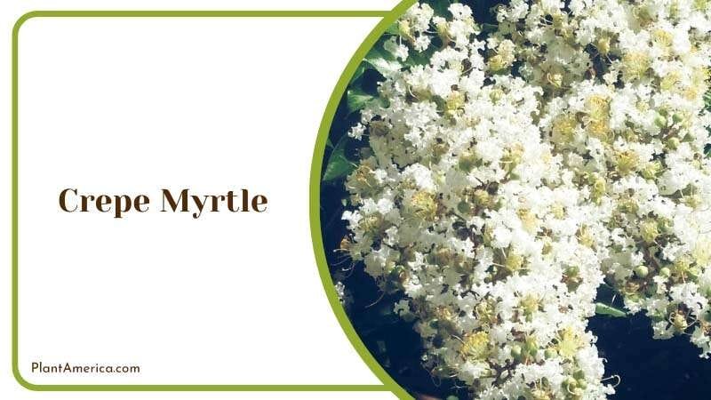 White Crepe Myrtle Blooms Plant America