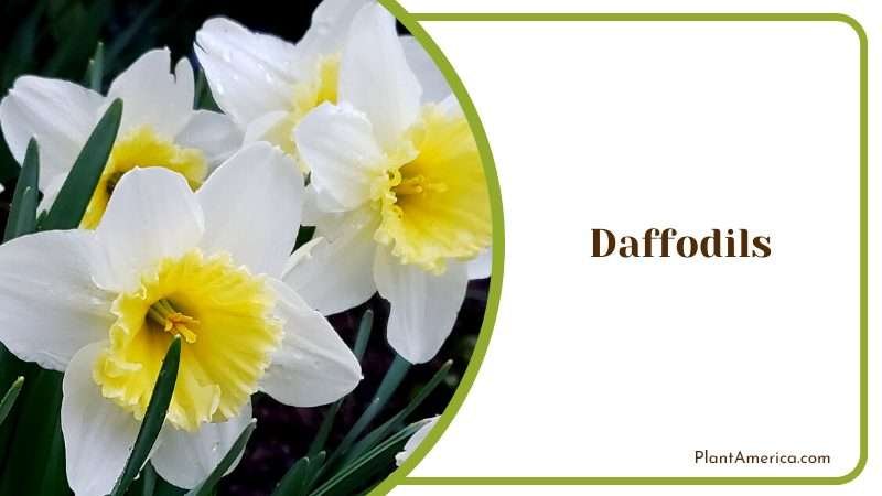 White Daffodils in Garden Plant America