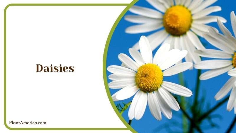 White Daisies on Blue Clear Sky PlantAmerica