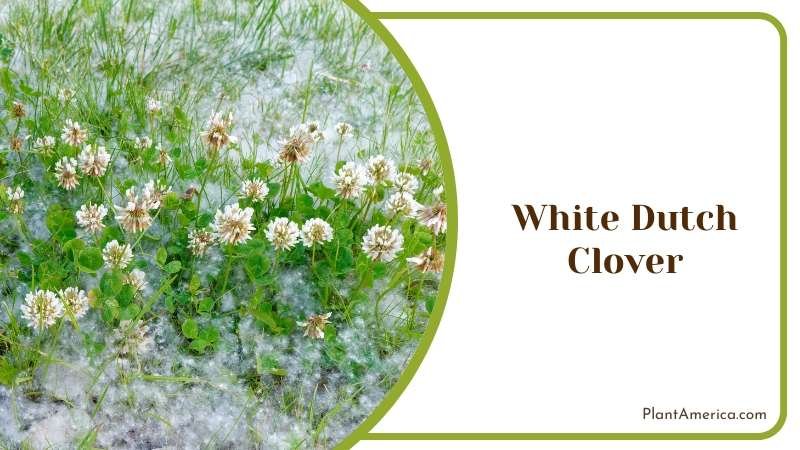 White Dutch Clover Plant America