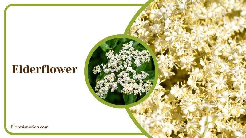 White Elderflower Blossoms Plant America