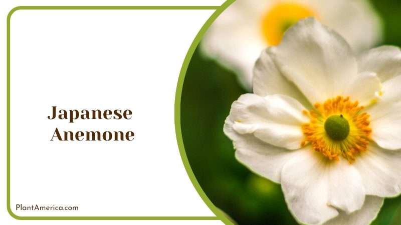 White Flower Japanese Anemone PlantAmerica White Flower Japanese Anemone PlantAmerica