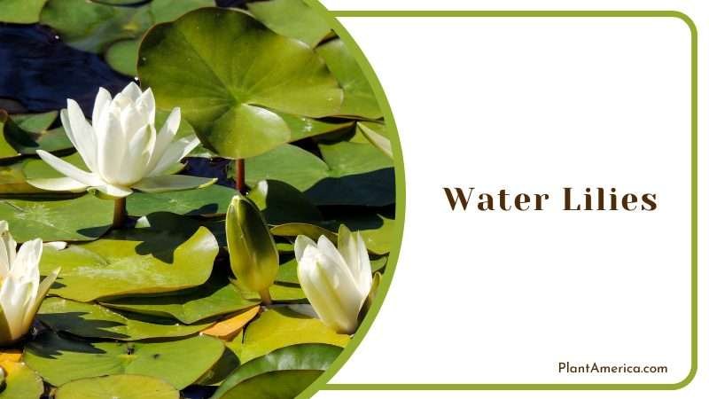 White Flower Water Lilies Plant America