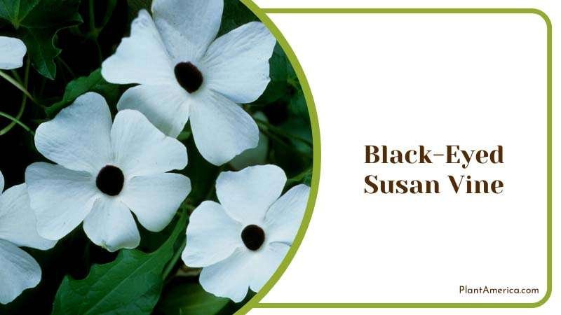 White Flower of Black Eyed Susan Vine Plants Plant America