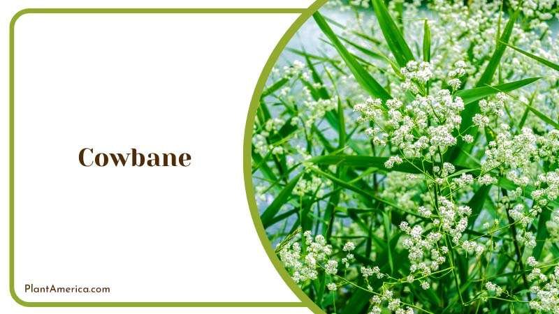 White Flowers of Cowbane Plants Plant America